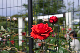 image0422
