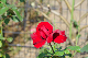 image0423