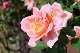 image0425