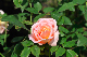 image0426