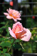 image0427