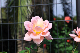 image0428
