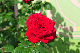 image0429