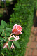 image0431