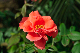 image0432