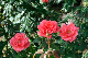image0434