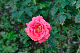 image0438