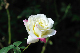 image0442