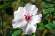 image0445