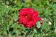image0446