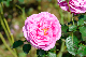 image0447