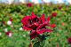 image0464