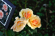 image0471