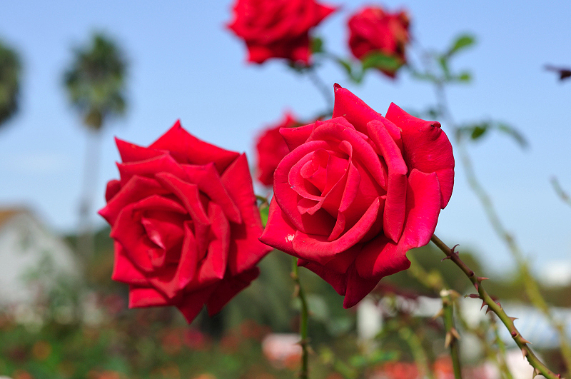 image0096