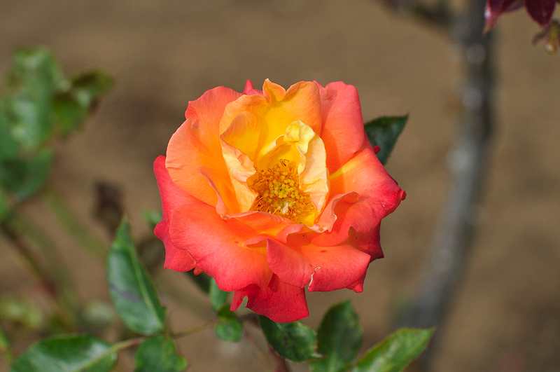 image0107