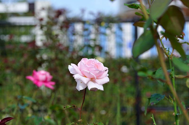 image0109