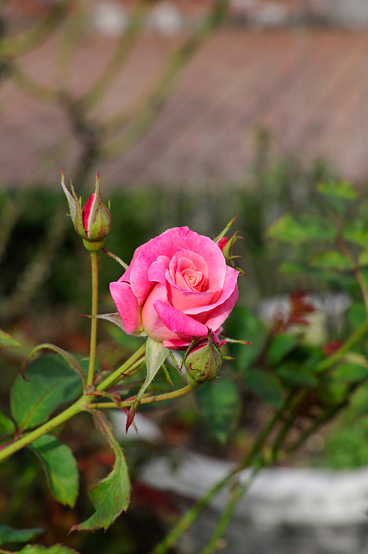 image0149