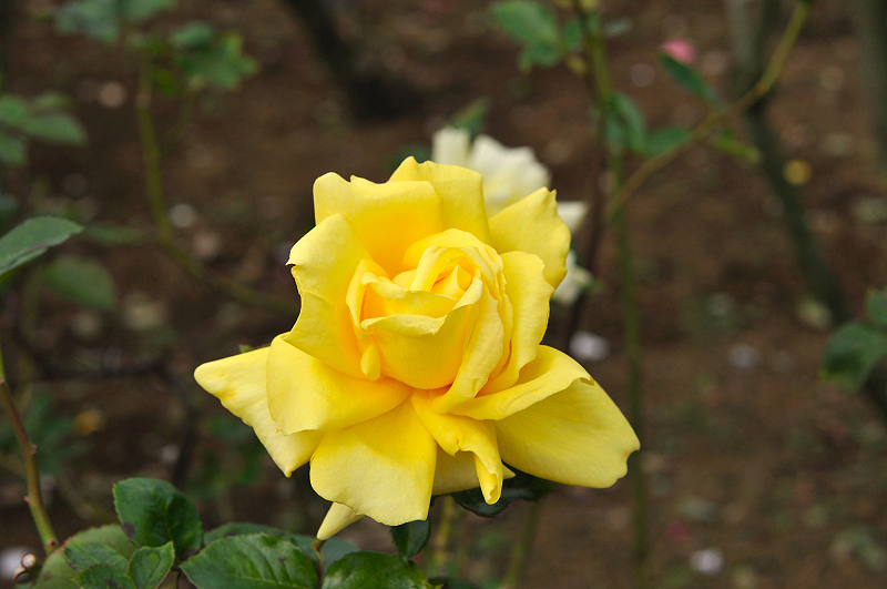 image0162