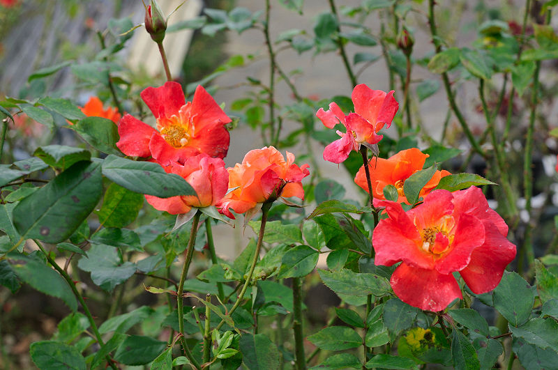 image0172