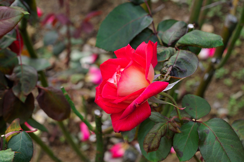 image0367