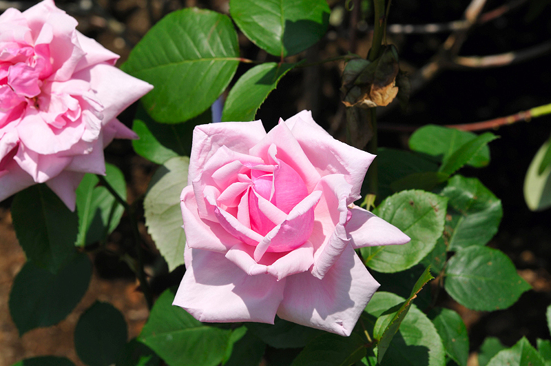 image0081