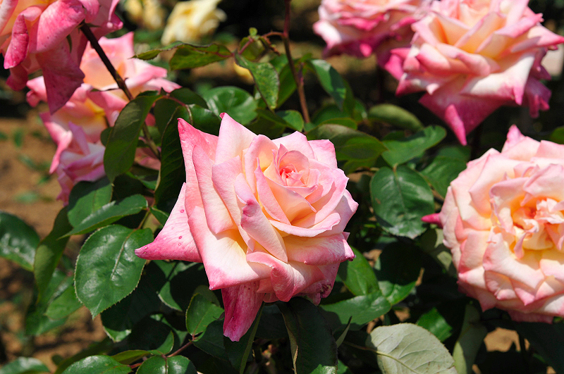 image0104