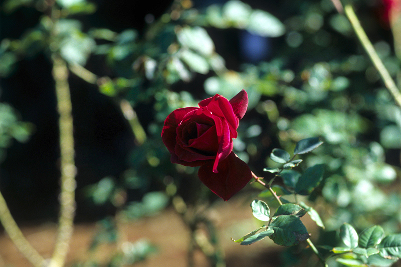 image0066