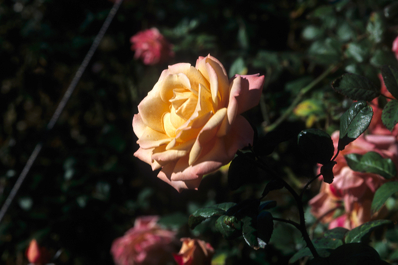 image0068