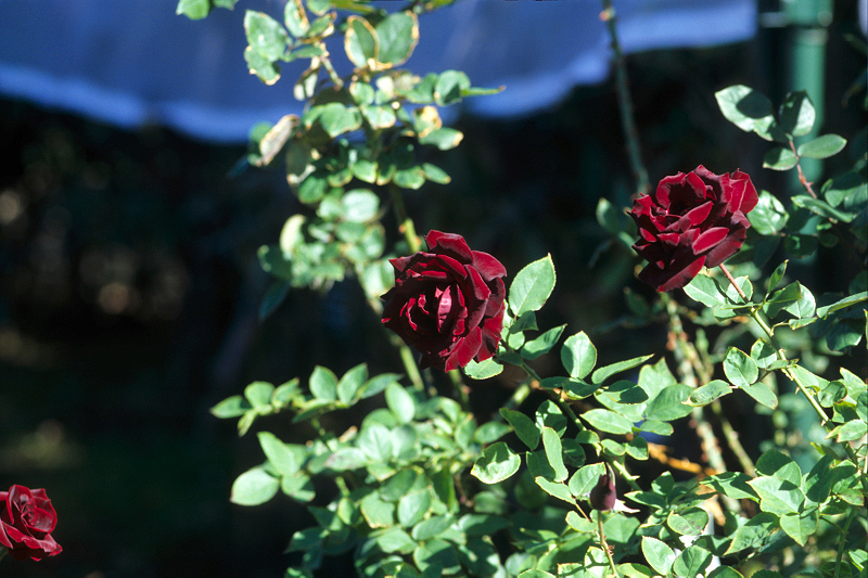 image0070