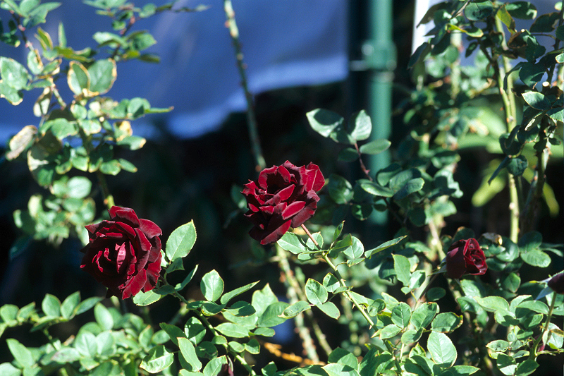 image0071