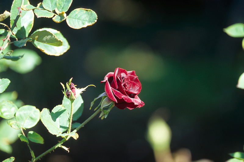 image0072