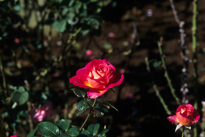 image0074