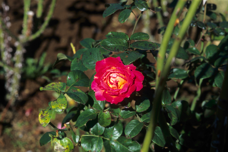image0075