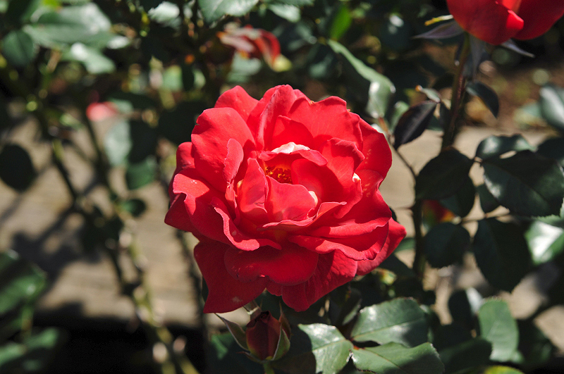 image0078