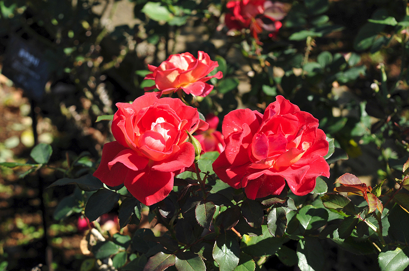image0080