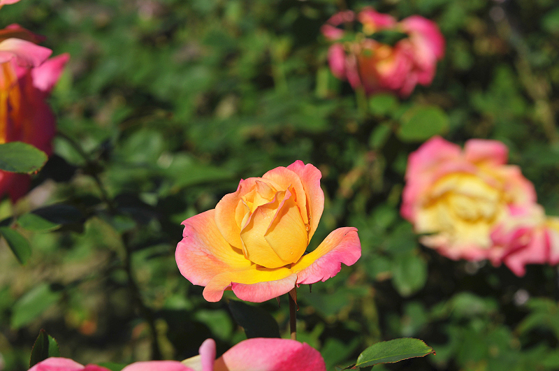 image0081