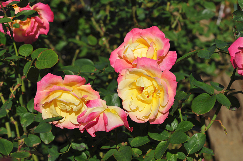 image0082