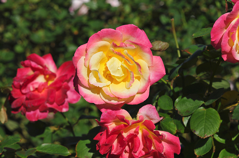 image0083