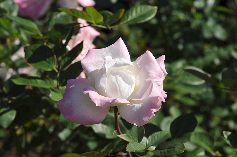 image0085