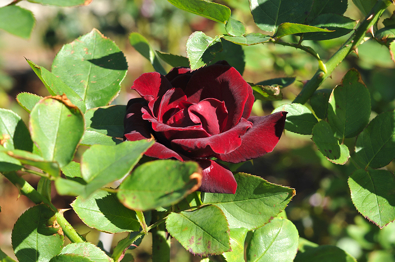 image0086