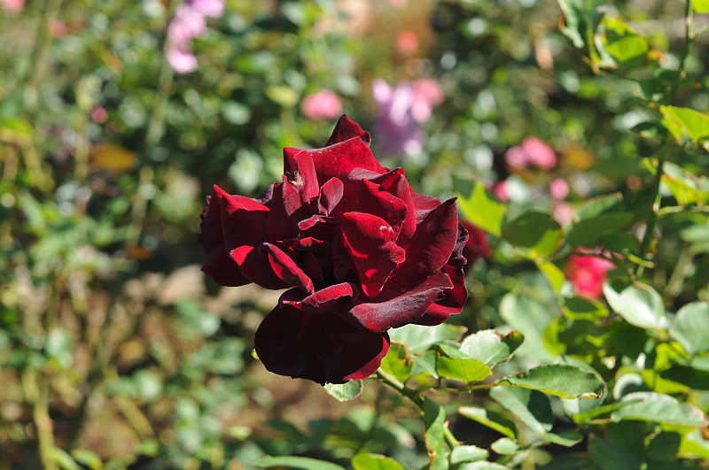 image0088