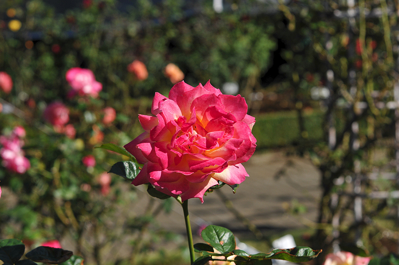image0089