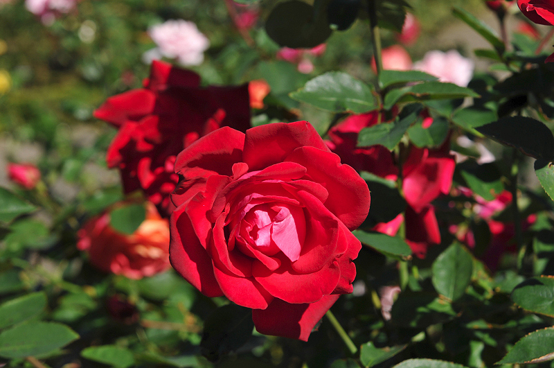 image0090