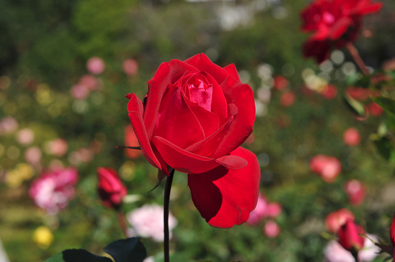 image0091