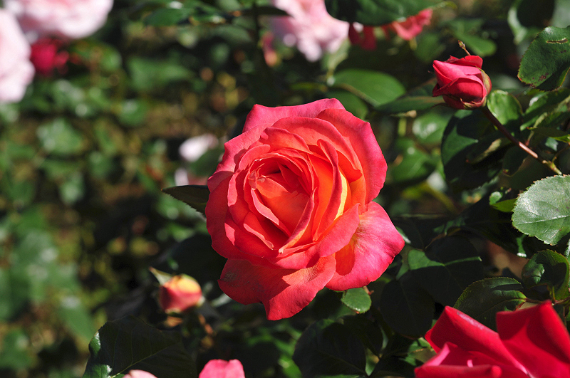 image0093