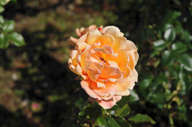 image0094