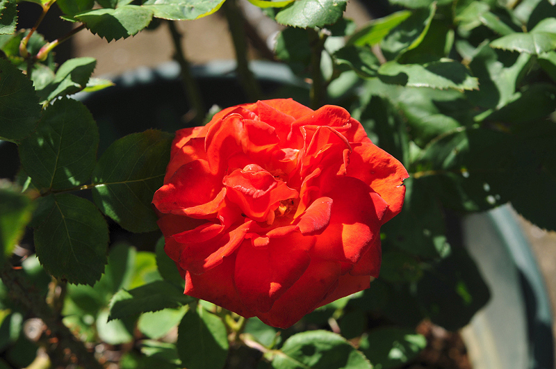 image0096