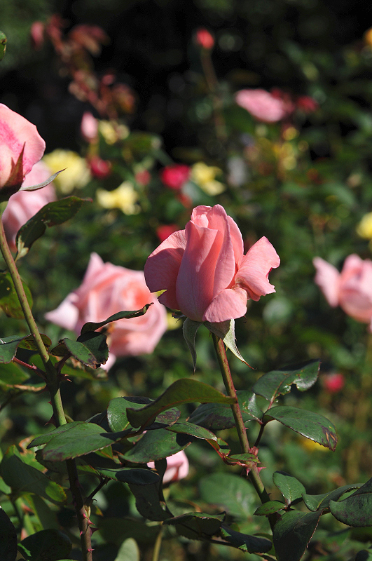 image0098