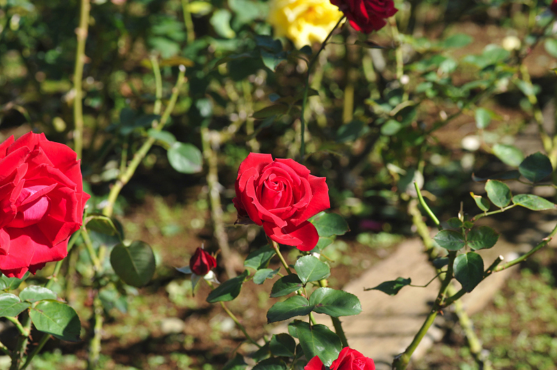 image0099