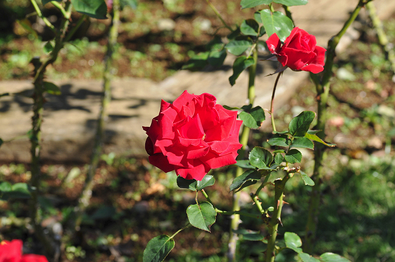 image0100